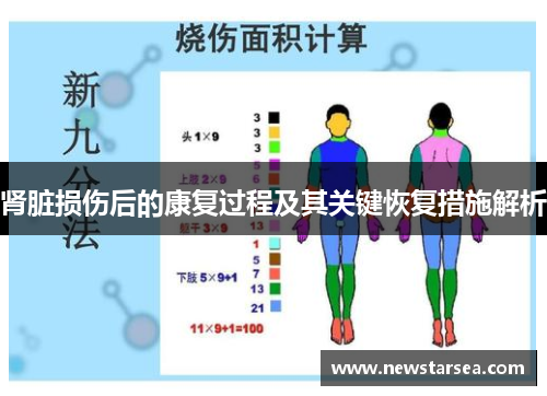 肾脏损伤后的康复过程及其关键恢复措施解析